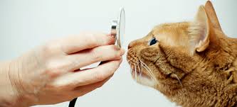 catstethoscope.jpg