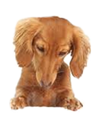 dog2.png