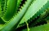 plant.JPG